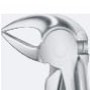 Tooth Forceps