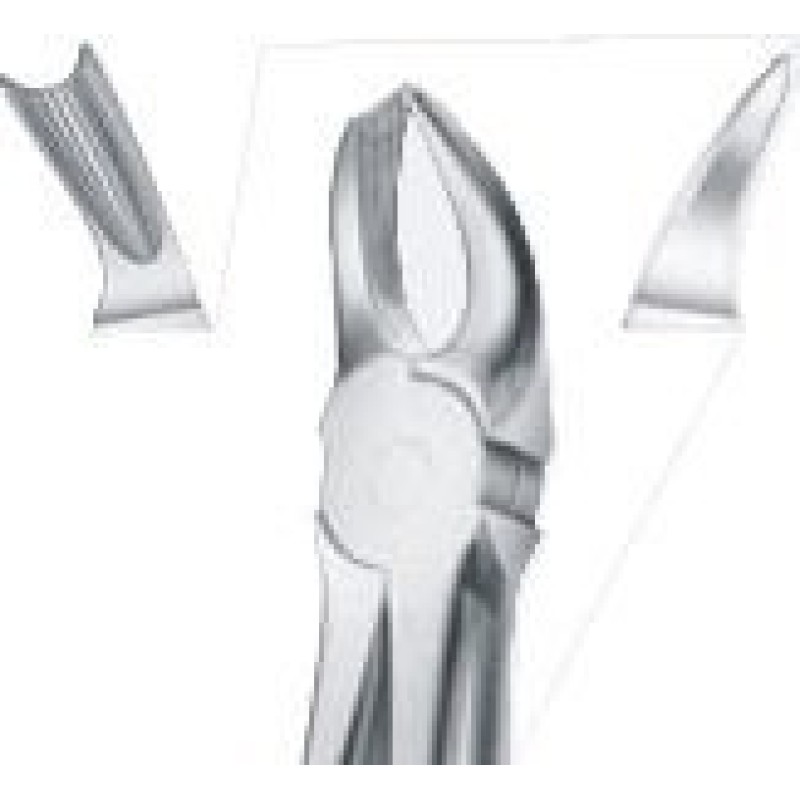 Tooth Forceps